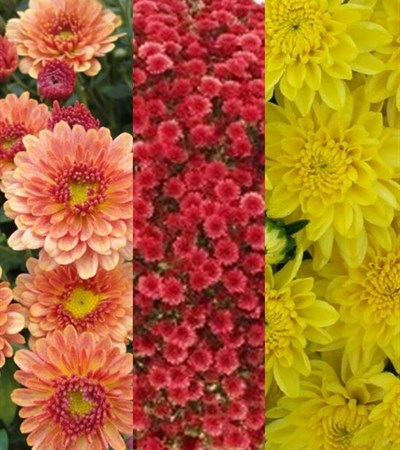 Belgian Mums® Staviski Mix